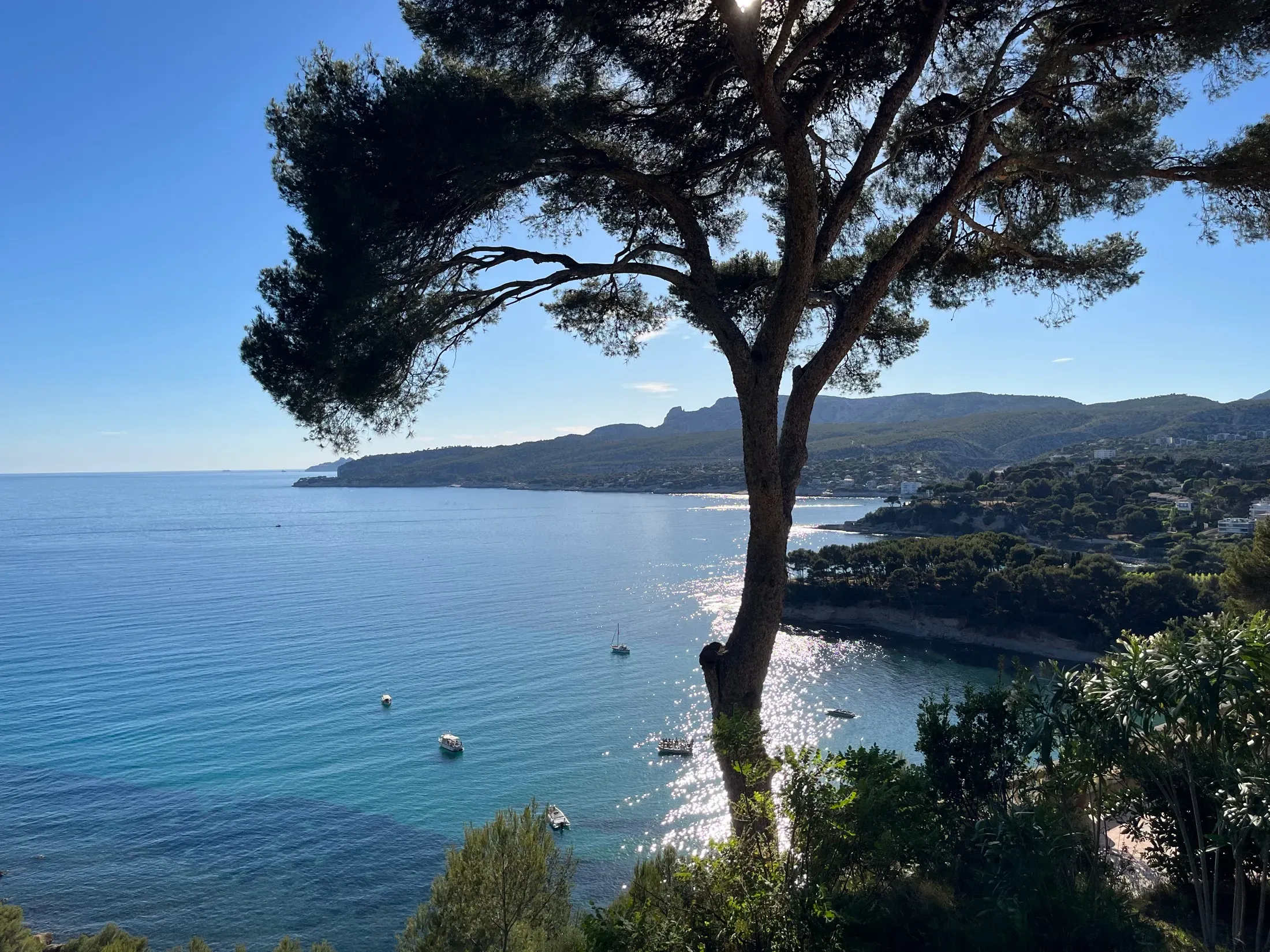 An umbrella pine above a turquoise Mediterranean cove
